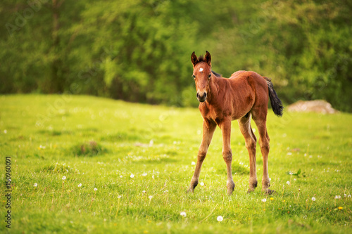 Young foal of a dark brown color is grazed on a green field against a background of a young forest in the rays of the setting sun