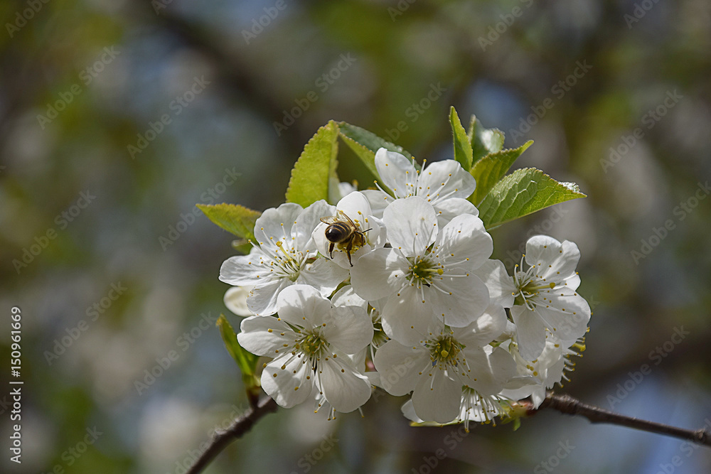 Spring flowering plum