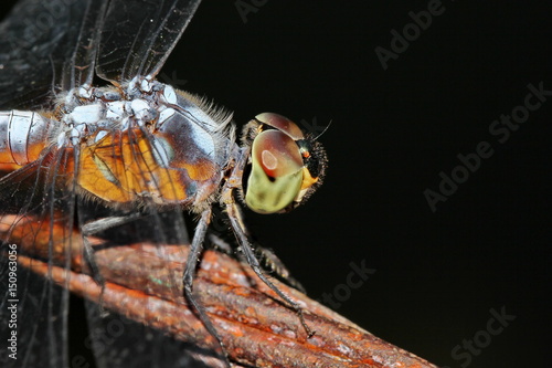 dragonfly © Chaiya