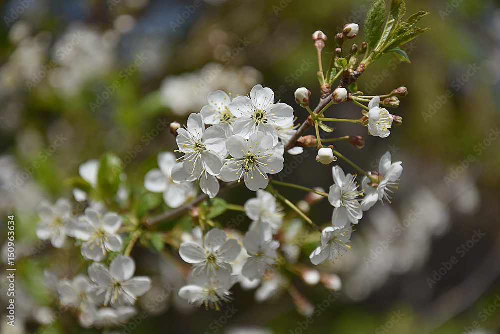 Obraz premium Spring flowering plum