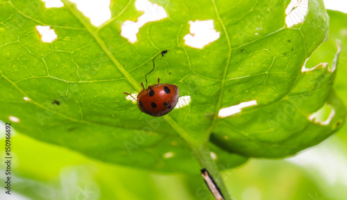 Close up orange ladybug under green leaf