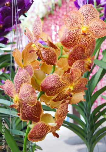 Group of Orange and Brown orchid flowers with green leaf