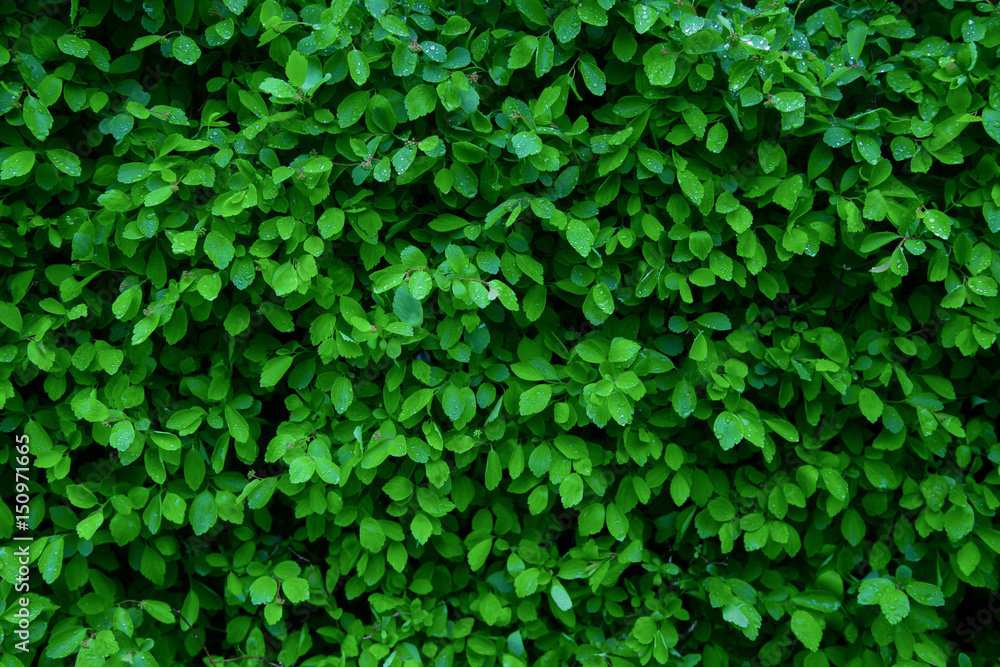 Drops of water on green little leaves Drops of water on green little leaves