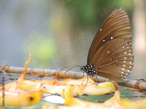 Butterfly eating fruit - The Common lndian Crow Euploea core ( Cramer) photo
