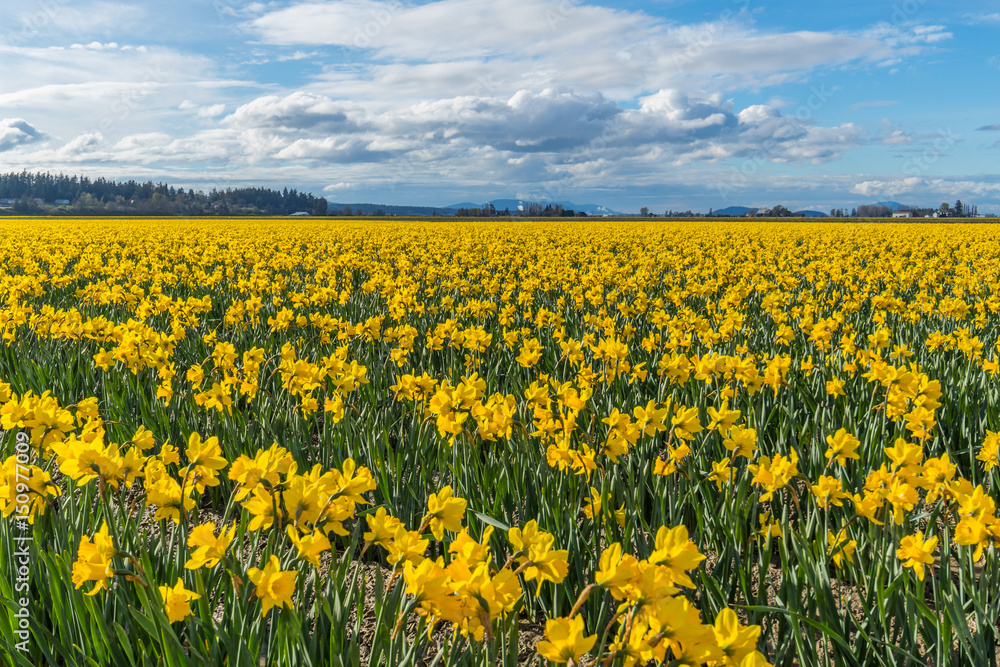 Field of beautiful yellow daffodils. Blooming narcissus in spring. Field of beautiful yellow daffodils. Blooming narcissus in spring.