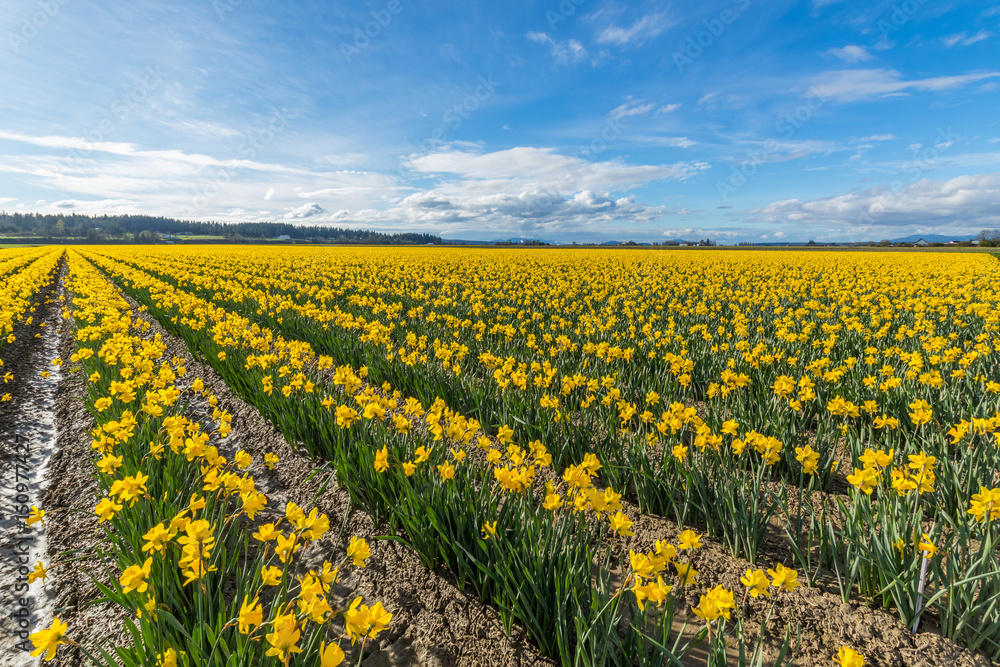 Field of beautiful yellow daffodils. Blooming narcissus in spring. Field of beautiful yellow daffodils. Blooming narcissus in spring.