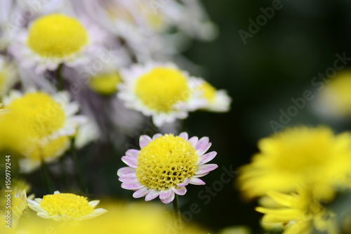 Autumn Chrysanthemum Show © lingbo su