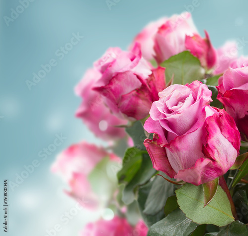 fresh pink roses on blue bokeh background