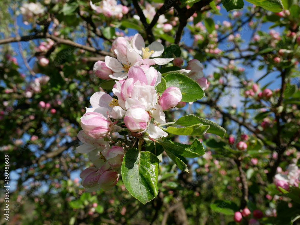 View of the apple blossom on a background the spring sky. View of the apple blossom on a background the spring sky.