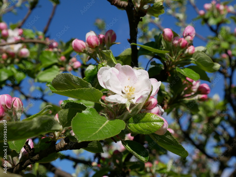 View of the apple blossom on a background the spring sky. 