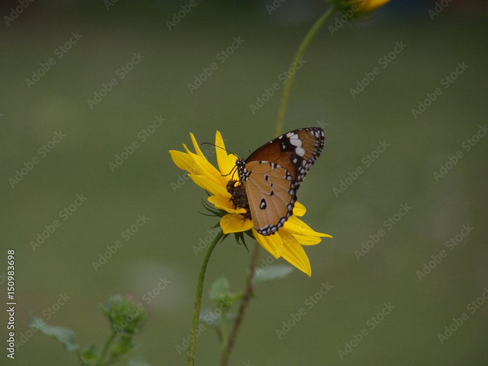 Butterfly on a yellow flower Butterfly on a yellow flower