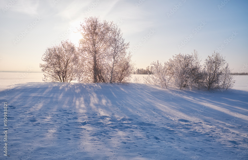 Birch trees under hoarfrost in snow field in winter season