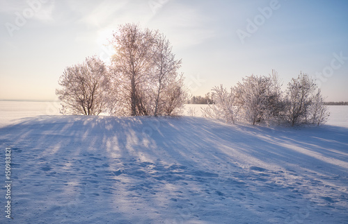 Birch trees under hoarfrost in snow field in winter season © Serg Zastavkin