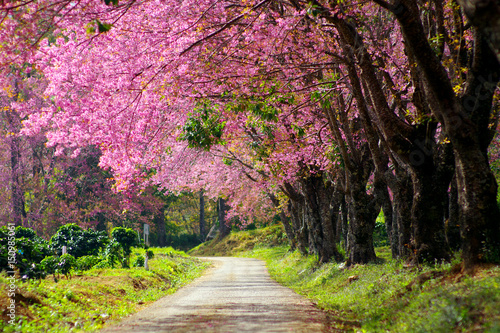 Pink cherry blossom in thailand