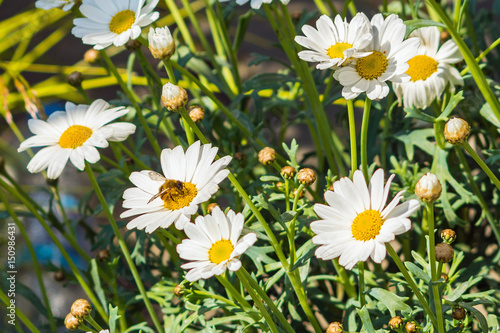 little daisies with honeybee