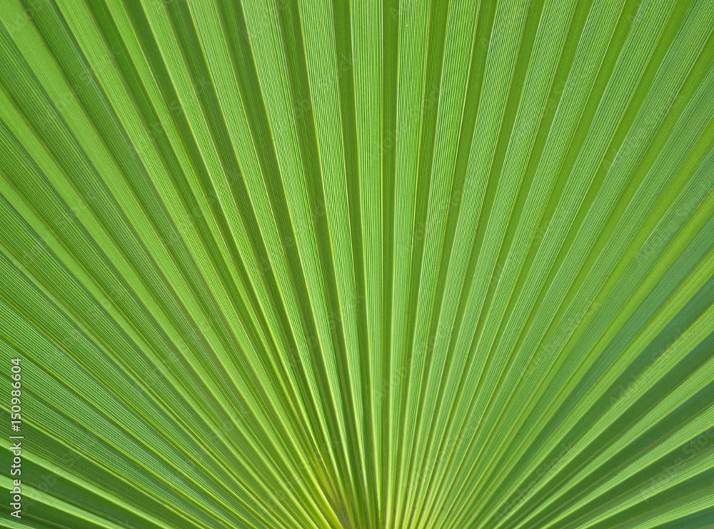 Leaf of a palm tree close-up background Leaf of a palm tree close-up background