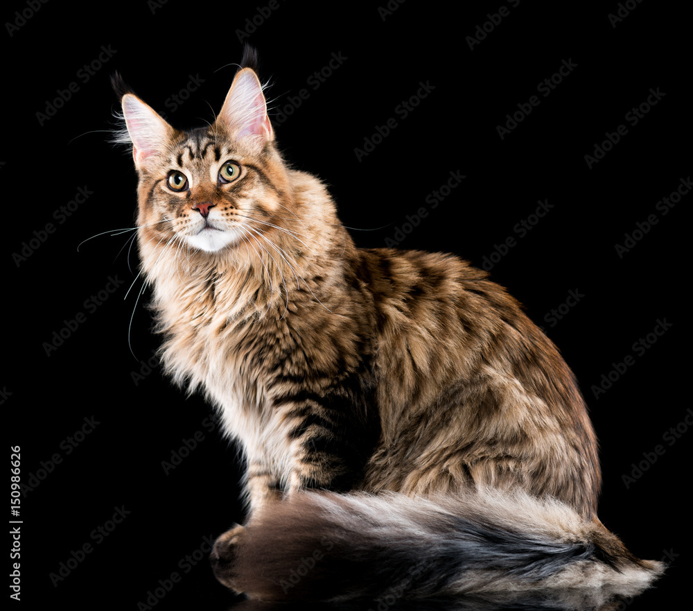 Portrait of domestic black tabby Maine Coon kitten. Fluffy kitty on black background. Extreme close-up studio shot beautiful curious young cat looking away.
