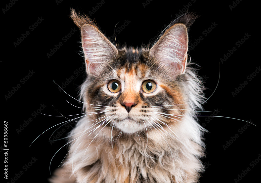 Portrait of domestic tortoiseshell Maine Coon kitten. Fluffy kitty on black background. Adorable curious young cat looking away. Portrait of domestic tortoiseshell Maine Coon kitten. Fluffy kitty on black background. Adorable curious young cat looking away.