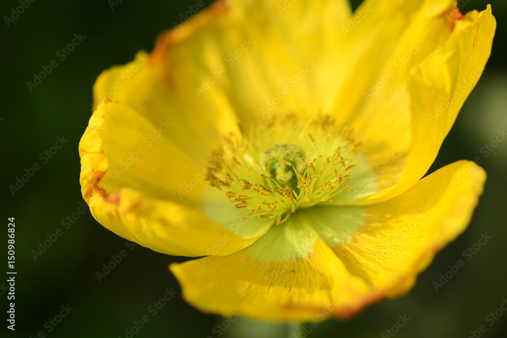 Papaver rhoeas Papaver rhoeas