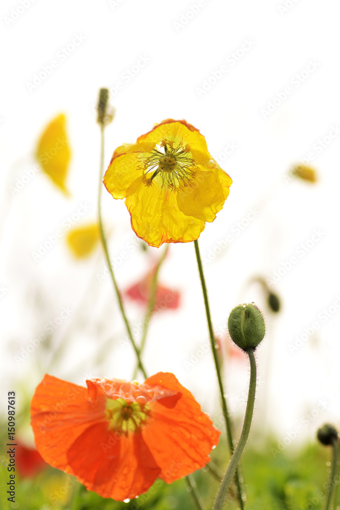 Fototapeta premium Papaver rhoeas
