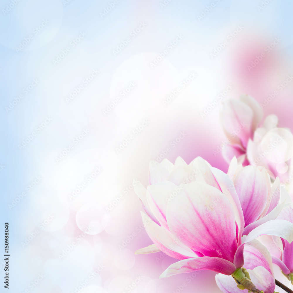 twig with blooming pink magnolia flowers close up over blue background with copy space twig with blooming pink magnolia flowers close up over blue background with copy space
