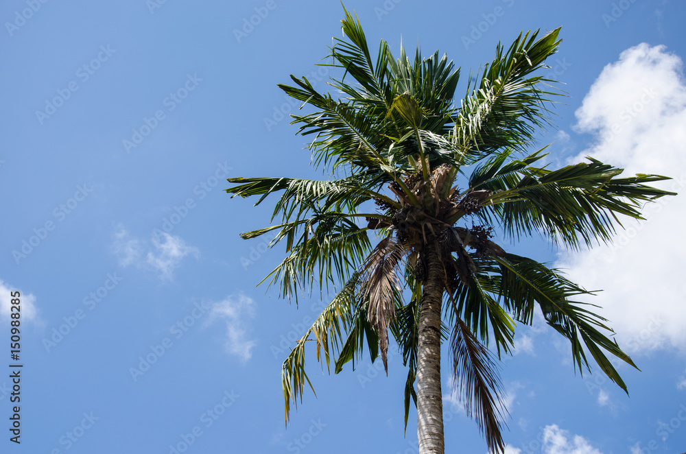 Naklejka premium palm tree blue sky