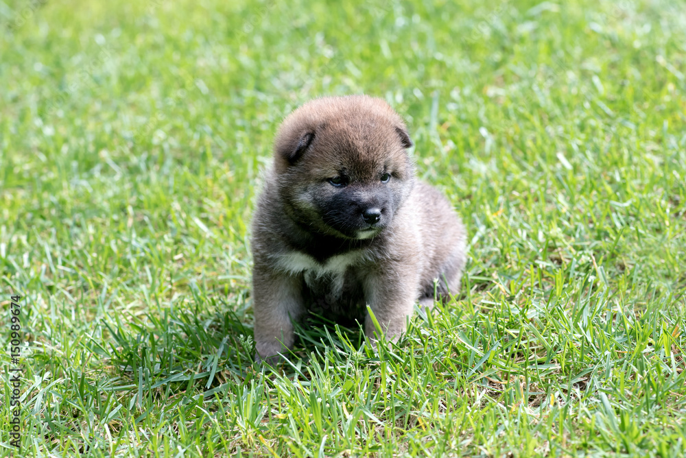 Fototapeta premium Light brown shiba inu puppy dog
