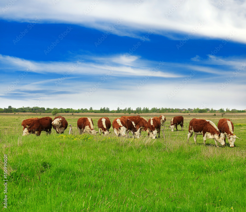 Cows grazing on pasture Cows grazing on pasture
