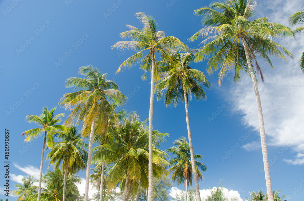 Fototapeta premium Coconut palms