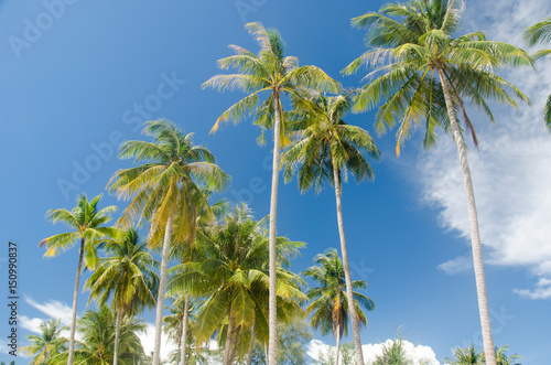 Coconut palms © khunkornStudio