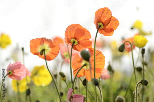 Papaver rhoeas