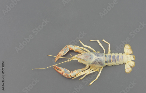 The remains of the crayfish molt isolated on isolated on gray background
