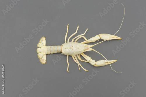 Bilde på lerret The remains of the crayfish molt isolated on isolated on gray background