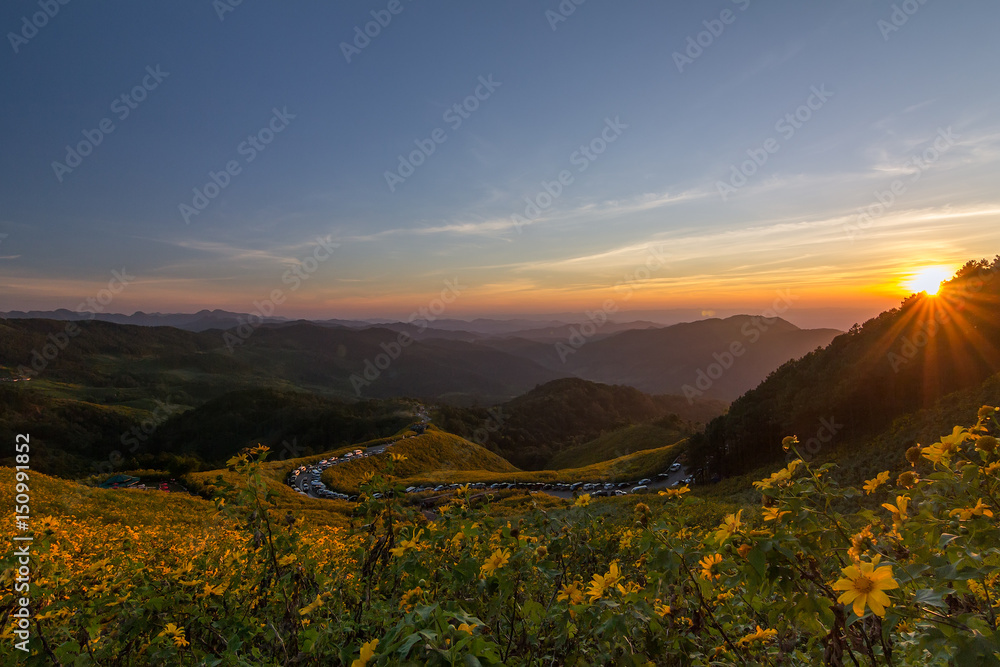 Fototapeta premium mexican sunflower,Tree marigold,Mexican sunflower in Thailand 