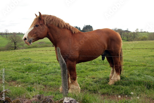 Cavallo bretone