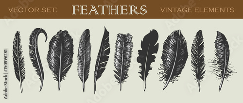 Vector illustrated set of 10 vintage feathers