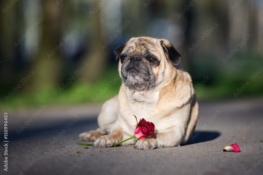adorable pug dog posing outdoors with a rose