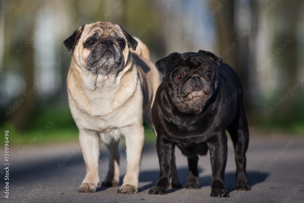 two adorable pug dogs standing close together outdoors two adorable pug dogs standing close together outdoors