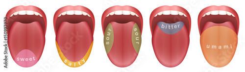 Tongue with five taste buds areas - sweet, salty, sour, bitter and umami. Isolated vector illustration on white background. photo