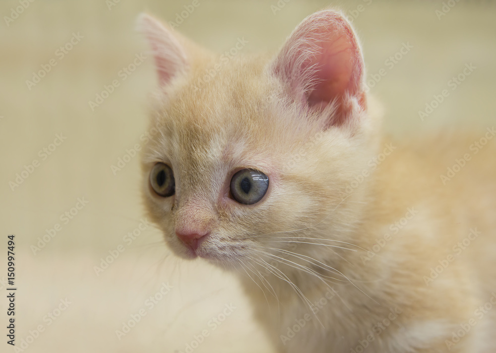 	Котёнок порода шотландская короткошерстная (скоттиш-страйт )