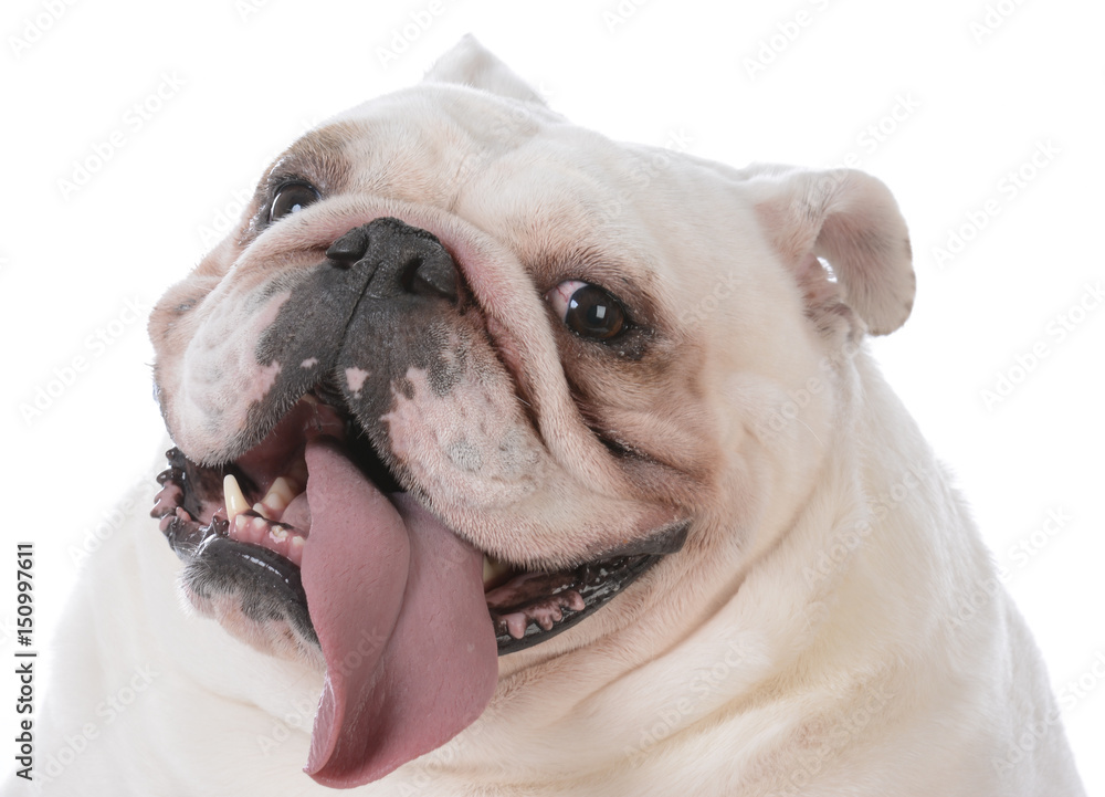 dog with tongue out panting