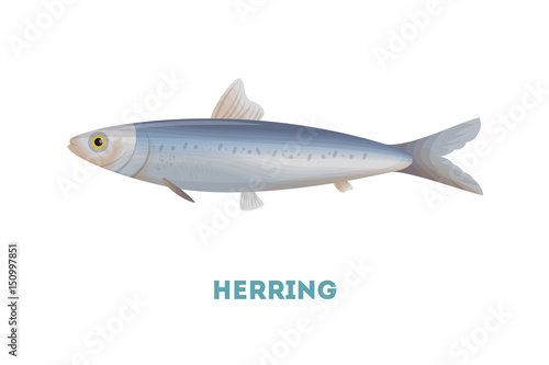 Isolated herring fish on white background. Seafood.