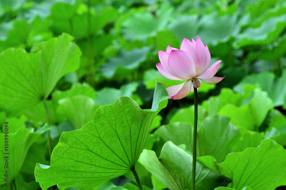 Lotus Lotus