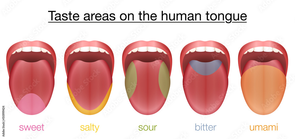 Naklejka premium Taste areas of the human tongue - sweet, salty, sour, bitter and umami - with colored regions of the appropriate taste buds. Isolated vector illustration on white background.