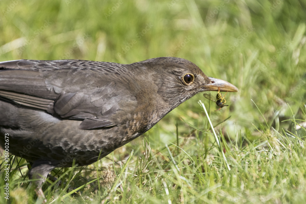 Naklejka premium Amsel weiblich