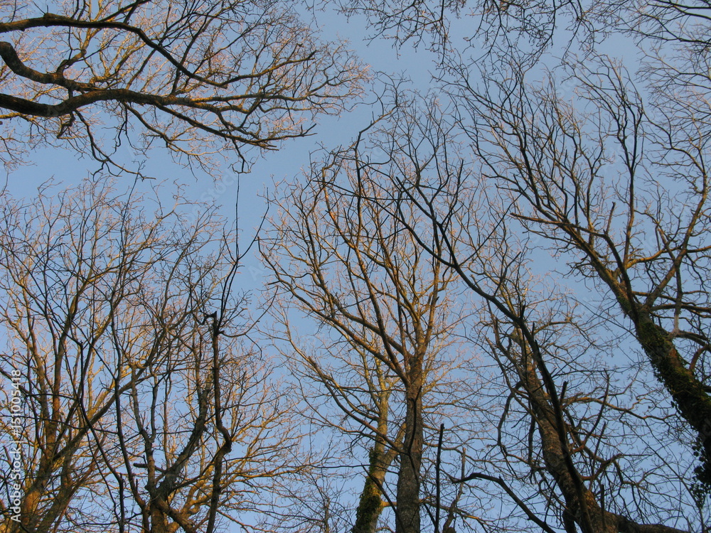 Arbres en ciel Arbres en ciel