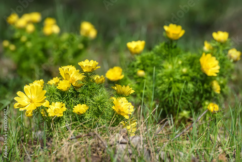 adonis yellow flowers spring grass