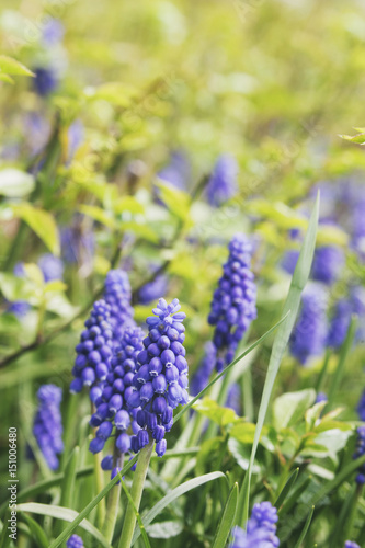 muscari - blue flowers  murine hyacinth 