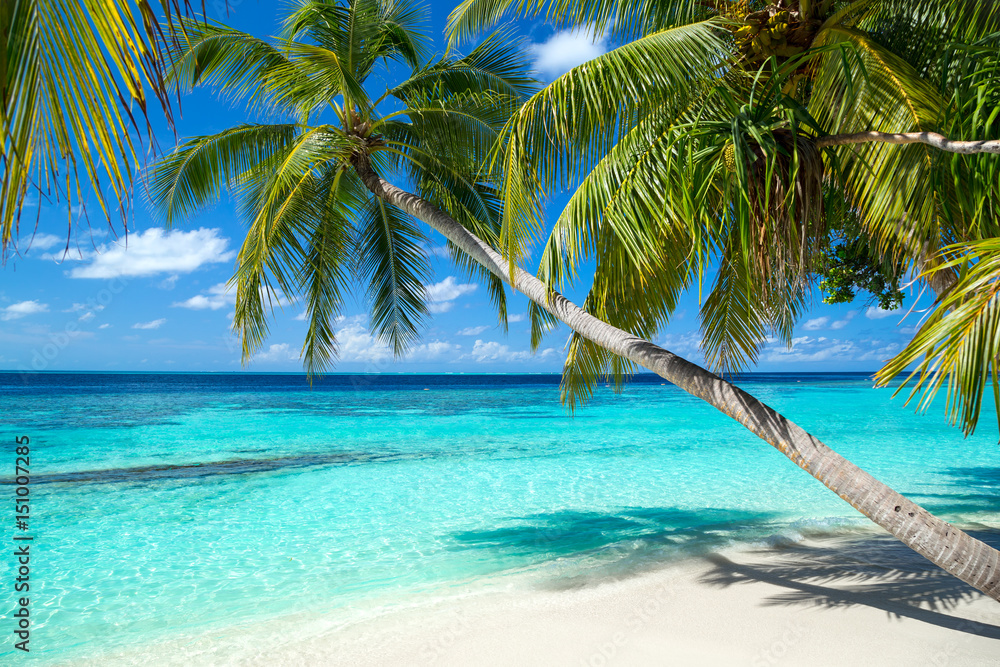 coco palms on tropical paradise beach with turquoise blue water and blue sky