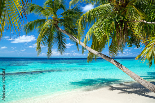 coco palms on tropical paradise beach with turquoise blue water and blue sky